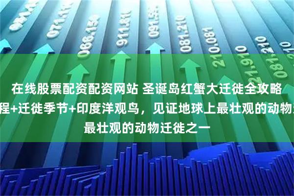 在线股票配资配资网站 圣诞岛红蟹大迁徙全攻略:6天行程+迁徙季节+印度洋观鸟,见证地球上最壮观的动物迁徙之一